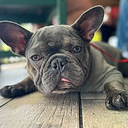 Toby is registered to the contest to win money with this photo: french_bulldog, dog, pet, close_up, lying_down, wooden_floor, tongue_out, ears, wrinkles, leash, indoor, blurred_background, paw, animal, canine, portrait, cute, relaxed, expression, domestic_animal