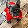 dog, french_bulldog, puppy, pet, animal, red_shirt, clothing, wooden_floor, flooring, looking_up, ears, cute, indoor, young, small_dog, portrait, sitting, fur, canine, expression