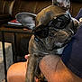 Toby is registered to the contest to win money with this photo: dog, french_bulldog, puppy, sunglasses, pet, indoors, person, arm, furniture, leather_sofa, table, relaxing, cute, brown, short_hair, animal, companion, casual, home, legs