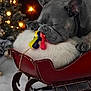 dog, french_bulldog, sleeping, toy_keys, red_sleigh, fluffy_cushion, holiday_lights, christmas_tree, festive, indoor, pet, animal, cozy, winter, decor, relaxing, cute, paw, closeup, background_blur