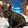 dog, french_bulldog, snow, winter, night, street, blanket, falling_snow, animal, pet, cute, outdoor, cold, cozy, lamp_post, building, urban, canine, tongue_out, portrait