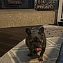 Toby is registered to the contest to win money with this photo: dog, french_bulldog, indoor, rug, carpet, fireplace, firewood, pet, animal, tongue, licking, living_room, floor, furniture, home, cozy, dark_colored, cute, small_dog, canine