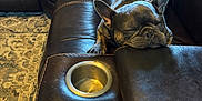 Toby is registered to the contest to win money with this photo: dog, french_bulldog, sleeping, couch, leather, cup_holders, blanket, indoor, relaxing, pet, cozy, brown, comfort, resting, furniture, living_room, animal, home, domestic, quiet
