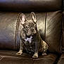 Brody is registered to the contest to win money with this photo: dog, french_bulldog, puppy, leather_couch, pet, animal, ears, sitting, brown, indoor, cute, portrait, young_dog, fur, whiskers, expression, attention, small_dog, household, companion