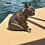 Brody is registered to the contest to win money with this photo: dog, pool, water, sunlight, shadow, outdoor, pet, canine, sitting, sidewalk, relaxed, daytime, brown_dog, quiet, calm, animal, companion, summer, shade, leisure