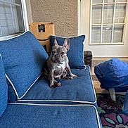 Brody joined the competition — help win amazing prizes! dog, french_bulldog, puppy, blue_couch, indoor, cushion, cardboard_box, window, door, carpet, pet, sitting, curious, fur, ears, nose, paw, furniture, home, natural_light