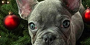 Brody joined the competition — help win amazing prizes! french_bulldog, puppy, dog, christmas_tree, christmas_ornaments, red_baubles, gold_bauble, festive, holiday, greenery, close_up, cute, pet, animal, decorations, nature, ears, face, portrait, christmas_lights