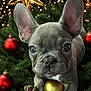 french_bulldog, puppy, dog, christmas_tree, christmas_ornaments, red_baubles, gold_bauble, festive, holiday, greenery, close_up, cute, pet, animal, decorations, nature, ears, face, portrait, christmas_lights