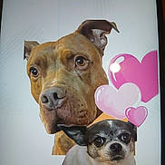 Chanel Et Tayson a rejoint le concours — aidez-le/la à gagner de superbes lots ! animal, balloon, bostonbull, boxer, bulldog, canine, dog, envelope, face, frenchbulldog, greetingcard, head, mail, person, pet, photography, pitbull, portrait, puppy, purple