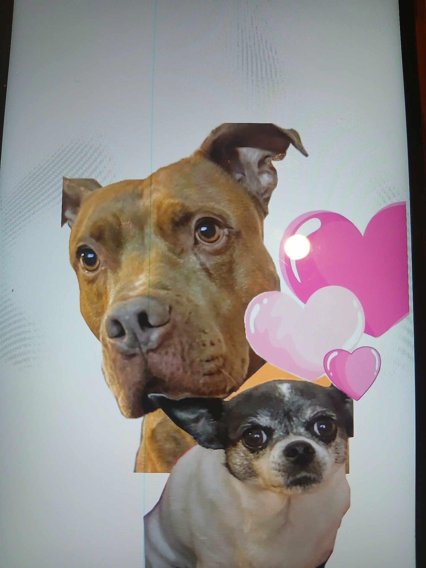 Chanel Et Tayson a rejoint le concours — aidez-le/la à gagner de superbes lots ! animal, balloon, bostonbull, boxer, bulldog, canine, dog, envelope, face, frenchbulldog, greetingcard, head, mail, person, pet, photography, pitbull, portrait, puppy, purple