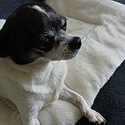 Chanel a rejoint le concours — aidez-le/la à gagner de superbes lots ! animal, beagle, blanket, bostonbull, bulldog, canine, chihuahua, cockerspaniel, cushion, dog, eskimodog, homedecor, hound, papillon, pet, pug, puppy, snout, towel, whitedog