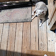 Lala is registered to the contest to win money with this photo: dog, pet, wooden_porch, sunlight, doormat, shadow, white_socks, relaxing, outdoor, animal, paw, old_wood, quiet, resting, daylight, home, floor, texture, natural_light, companion