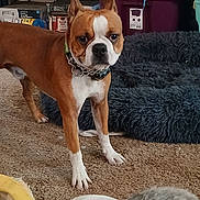 Soldier is registered to the contest to win money with this photo: dog, indoor, carpet, dog_bed, brown_dog, white_dog, pet, animal, curious, alert, furniture, household, collar, ears, eyes, floor, closeup, face, domestic_animal, companion