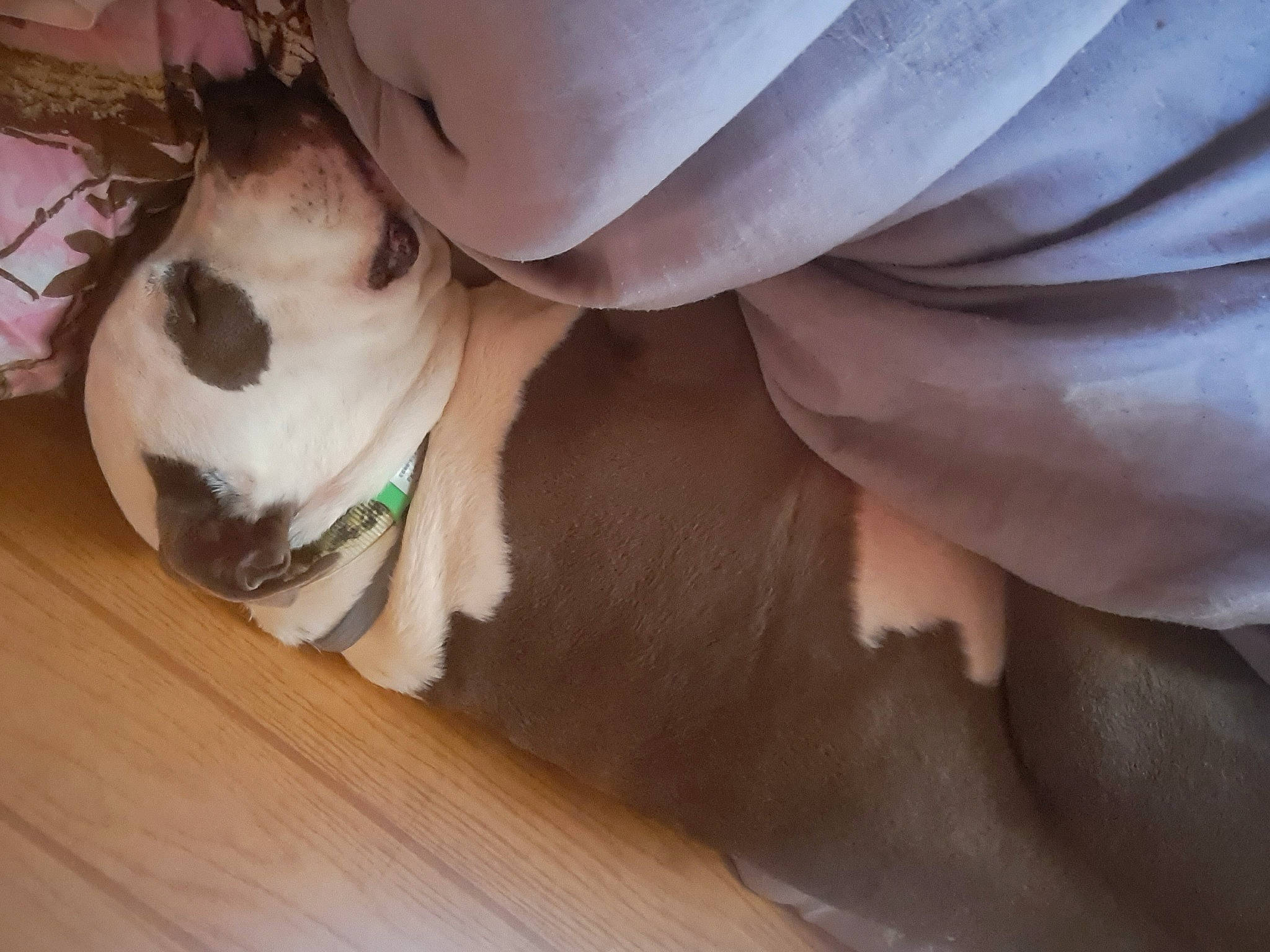 Jak is registered to the contest to win money with this photo: carnivore, comfort, companion_dog, dog, dog_breed, fawn, felidae, flooring, foot, fur, hardwood, human_leg, nail, paw, plant, small_to_medium_sized_cats, tail, toy_dog, whiskers, wood