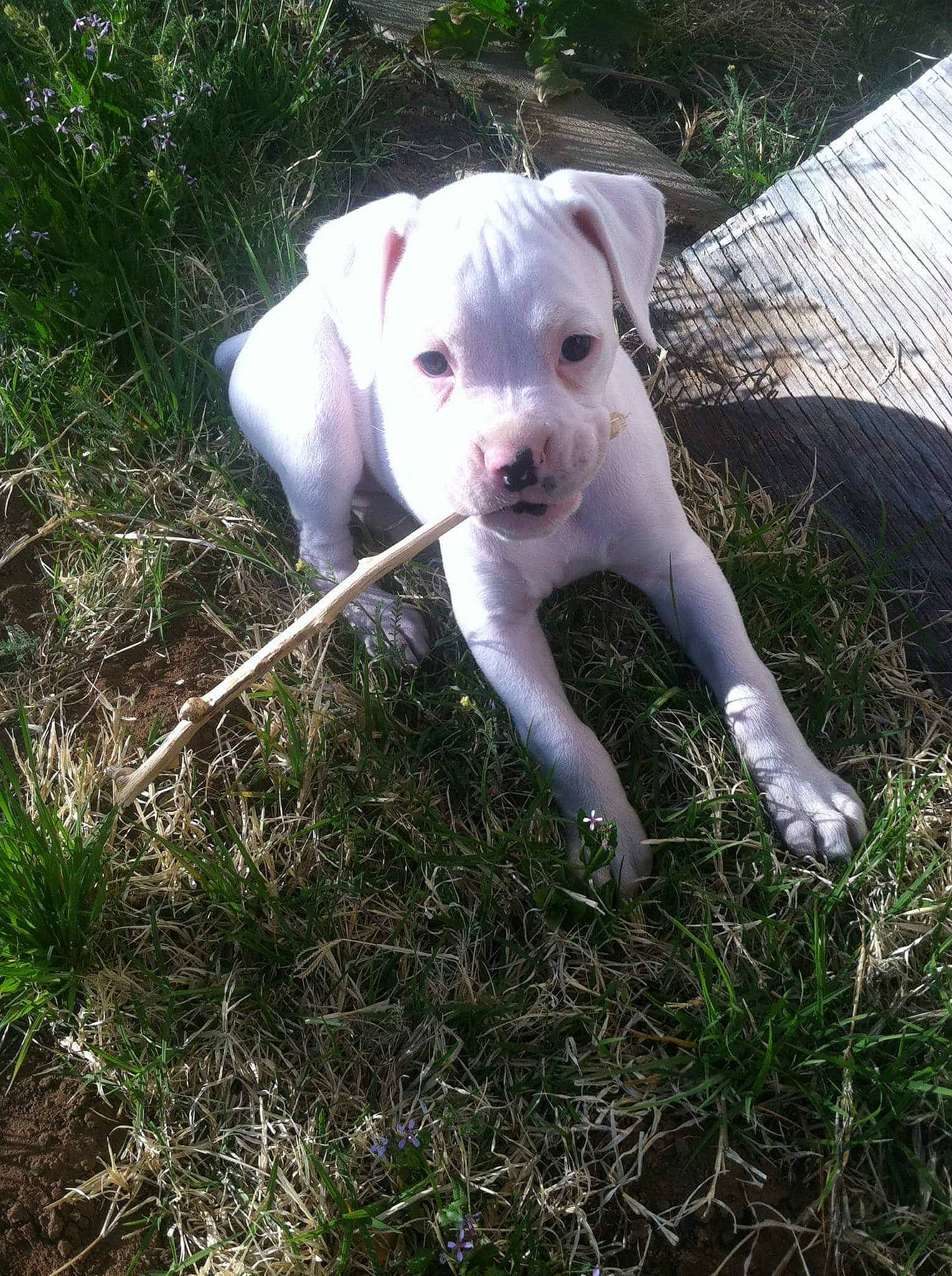 Punk joined the competition — help win amazing prizes! american_bulldog, american_pit_bull_terrier, bully_kutta, canidae, carnivore, catahoula_bulldog, cordoba_fighting_dog, dog, dog_breed, dogo_argentino, dogo_guatemalteco, dorset_olde_tyme_bulldogge, fawn, mammal, molosser, non_sporting_group, pit_bull, rare_breed_dog, valley_bulldog, vertebrate