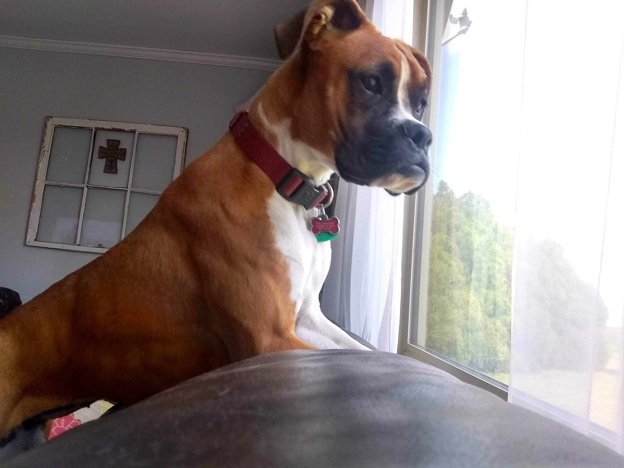 Puddles is registered to the contest to win money with this photo: alano_espanol, american_pit_bull_terrier, american_staffordshire_terrier, bandog, boerboel, boxer, bullmastiff, canidae, carnivore, collar, companion_dog, dog, dog_breed, fawn, guard_dog, mammal, molosser, non_sporting_group, snout, vertebrate