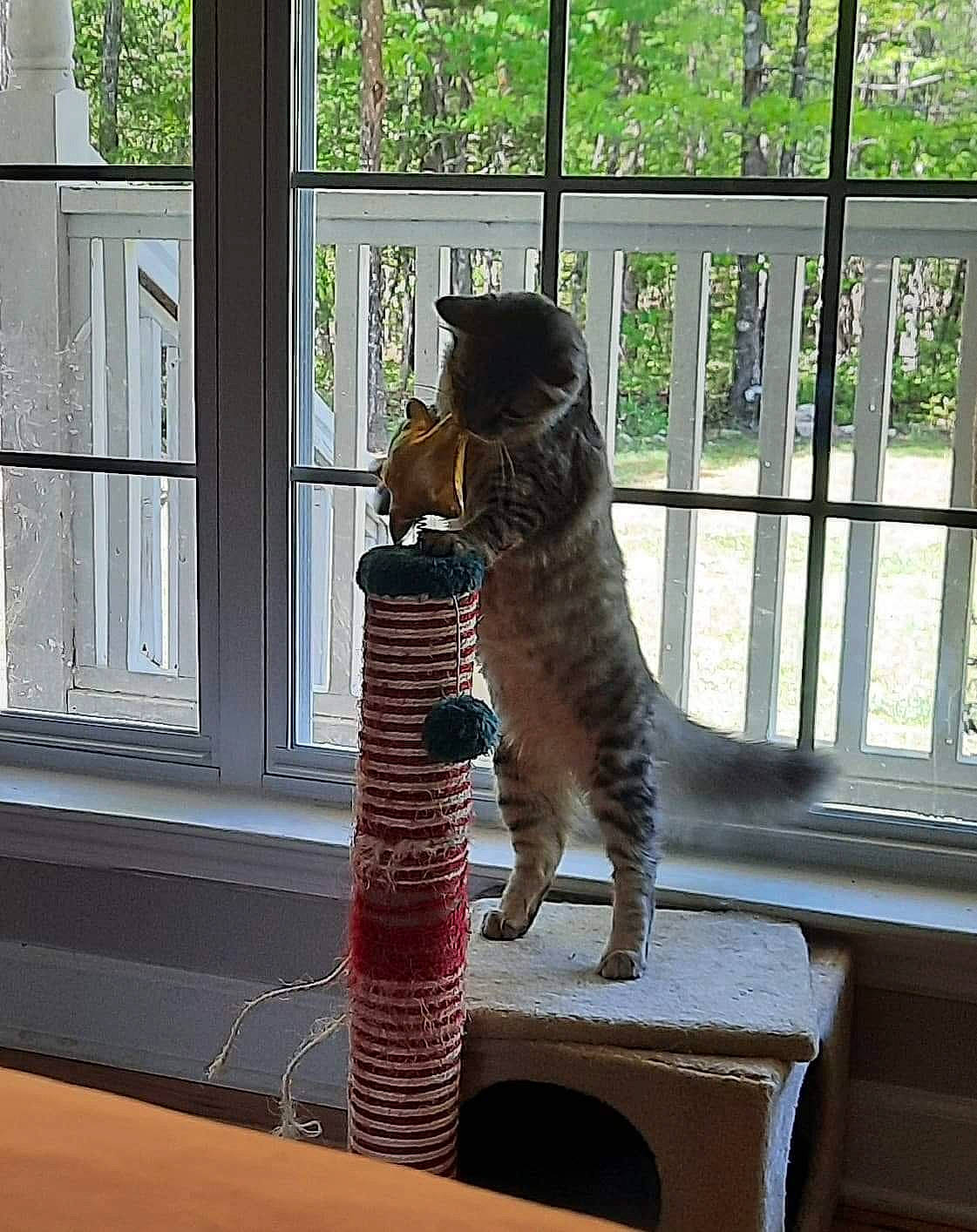 Jynx is registered to the contest to win money with this photo: carnivore, cat, chair, domestic_short_haired_cat, felidae, fur, glass, house, plant, room, shade, small_to_medium_sized_cats, table, tail, tree, whiskers, window, window_blind, window_covering, wood