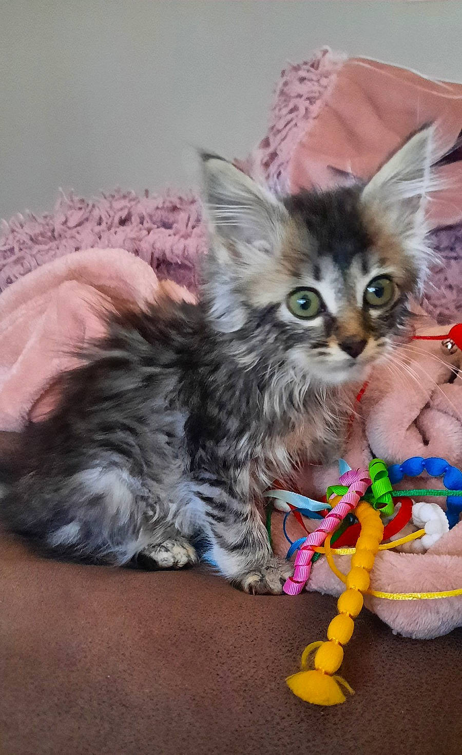 Jynx joined the competition — help win amazing prizes! basket, carnivore, cat, cat_toy, claw, comfort, event, fawn, felidae, fur, paw, small_to_medium_sized_cats, tail, whiskers