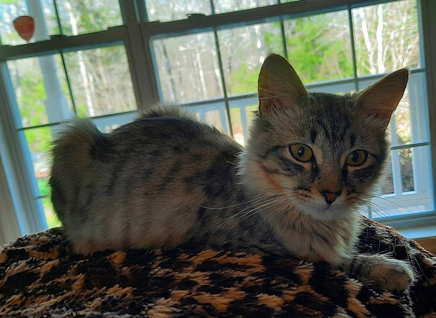 Jynx is registered to the contest to win money with this photo: carnivore, cat, cat_furniture, cat_supply, claw, comfort, domestic_short_haired_cat, door, felidae, fur, paw, pet_supply, sitting, small_to_medium_sized_cats, snout, tail, terrestrial_animal, tree, whiskers, window