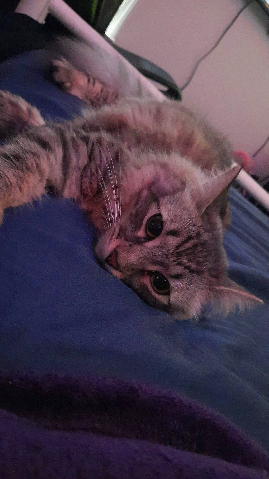 Jynx is registered to the contest to win money with this photo: bed, carnivore, cat, claw, cloud, comfort, couch, domestic_short_haired_cat, felidae, fur, grey, nap, paw, plant, sky, small_to_medium_sized_cats, snout, tail, tree, whiskers