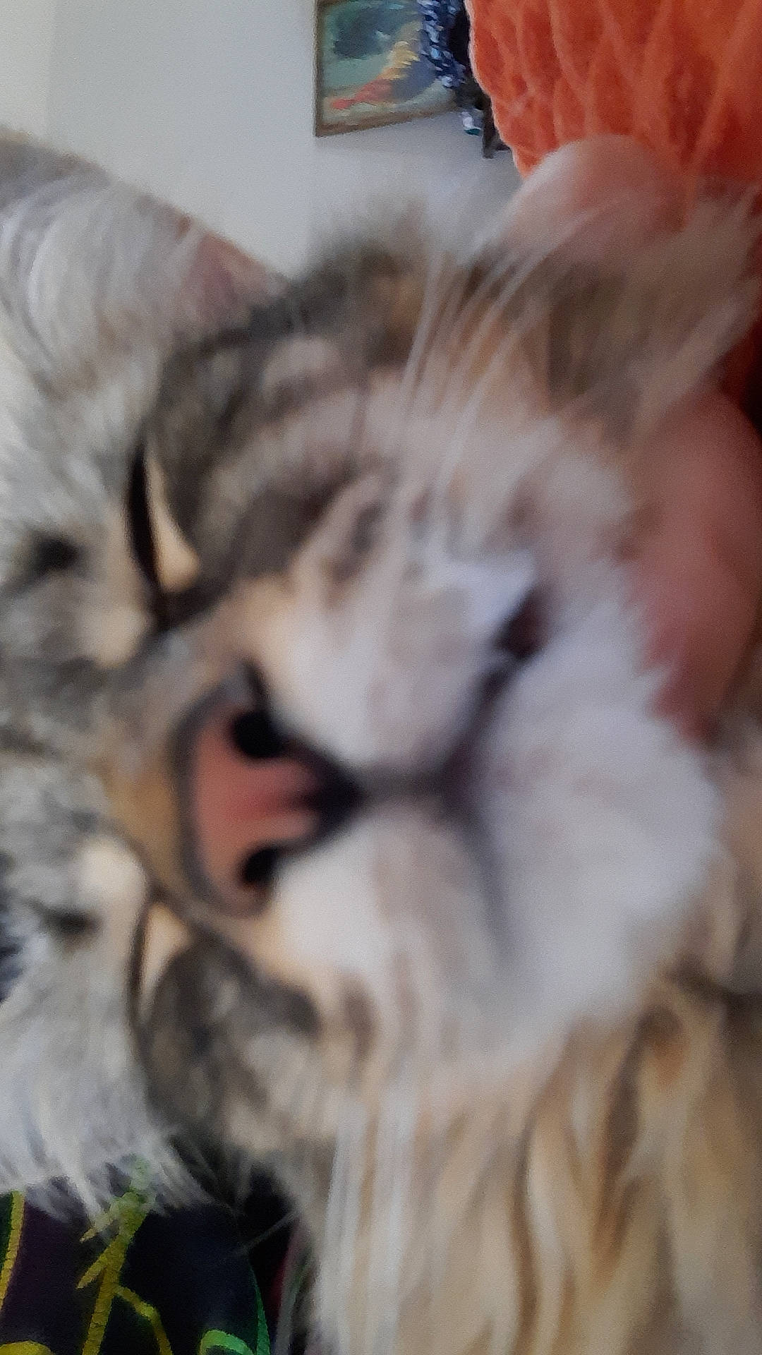 Jynx joined the competition — help win amazing prizes! carnivore, cat, claw, fang, felidae, fur, nap, paw, sleep, small_to_medium_sized_cats, snout, tail, terrestrial_animal, whiskers, wildlife