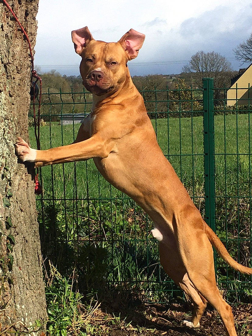 Freezer participe au concours pour gagner de l'argent avec cette photo : canidae, carnivore, cloud, collar, companion_dog, dog, dog_breed, fawn, fence, grass, plant, sky, snout, sporting_group, tail, terrestrial_animal, tree, vertebrate, whiskers, wildlife