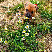 Bichette a rejoint le concours — aidez-le/la à gagner de superbes lots ! puppy, dog, red_ribbon, daisies, flowers, grass, greenery, nature, outdoor, young_animal, curious, sniffing, brown_fur, small_dog, playful, close_up, sunlight, earth, plant, cute