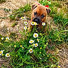 puppy, dog, red_ribbon, daisies, flowers, grass, greenery, nature, outdoor, young_animal, curious, sniffing, brown_fur, small_dog, playful, close_up, sunlight, earth, plant, cute