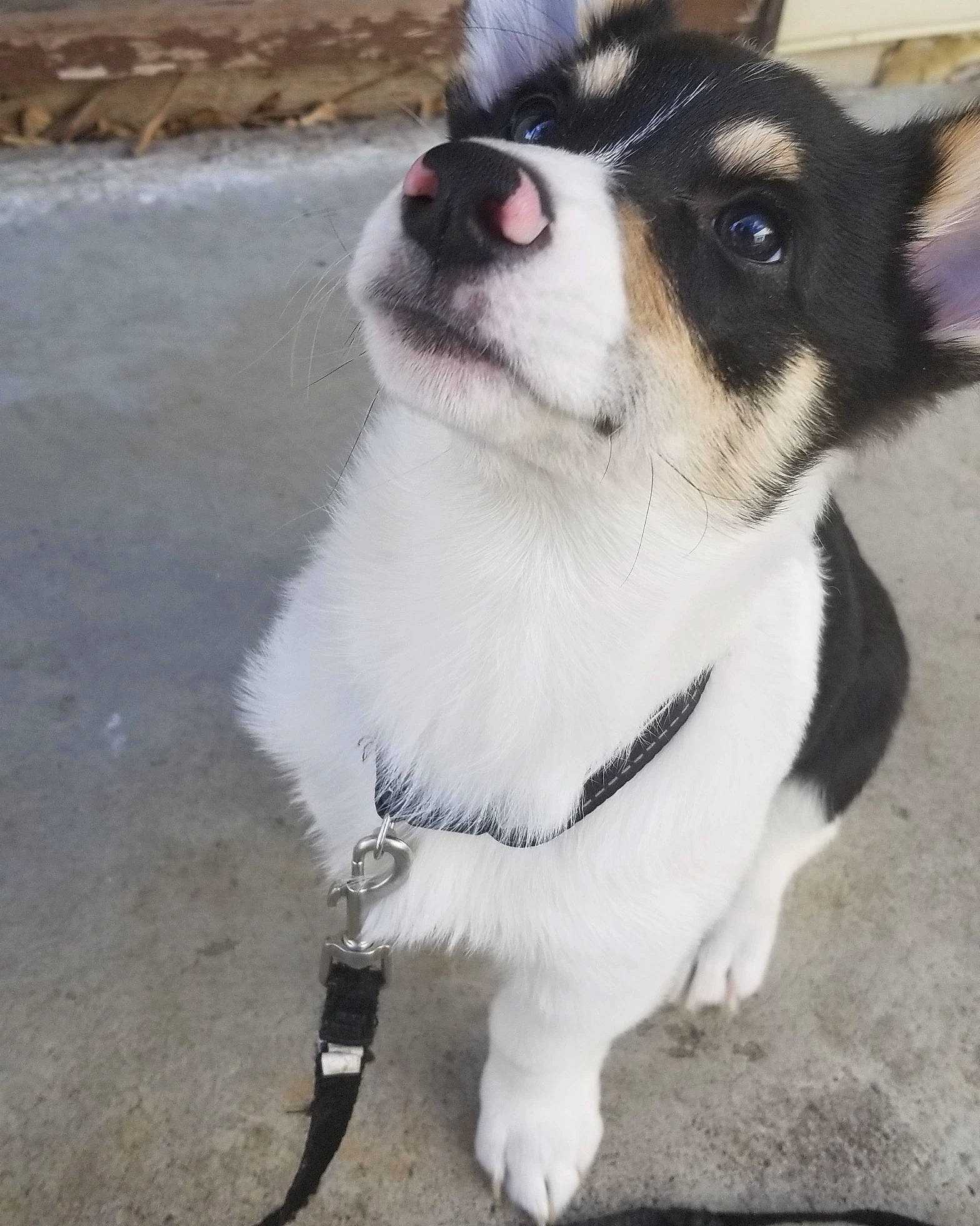 Gus Gus joined the competition — help win amazing prizes! canidae, carnivore, collar, companion_dog, dog, dog_breed, dog_collar, dog_supply, door, eye, eyewear, fur, leash, non_sporting_group, paw, plant, snout, sporting_group, whiskers, working_animal