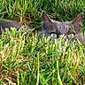 animal, camouflage, cat, closeup, daylight, ear, eyes, feline, focus, grass, green, hidden, mammal, nature, outdoor, pet, quiet, stealth, summer, wildlife