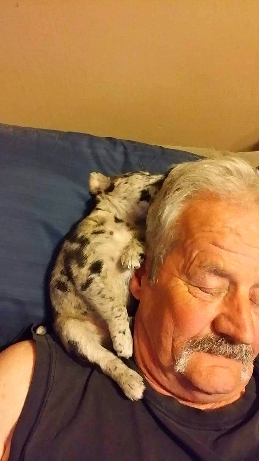 Binky joined the competition — help win amazing prizes! beard, bed, canidae, carnivore, cat, comfort, companion_dog, couch, dog_breed, domestic_short_haired_cat, felidae, fur, linens, nap, paw, selfie, small_to_medium_sized_cats, tail, whiskers, wrinkle