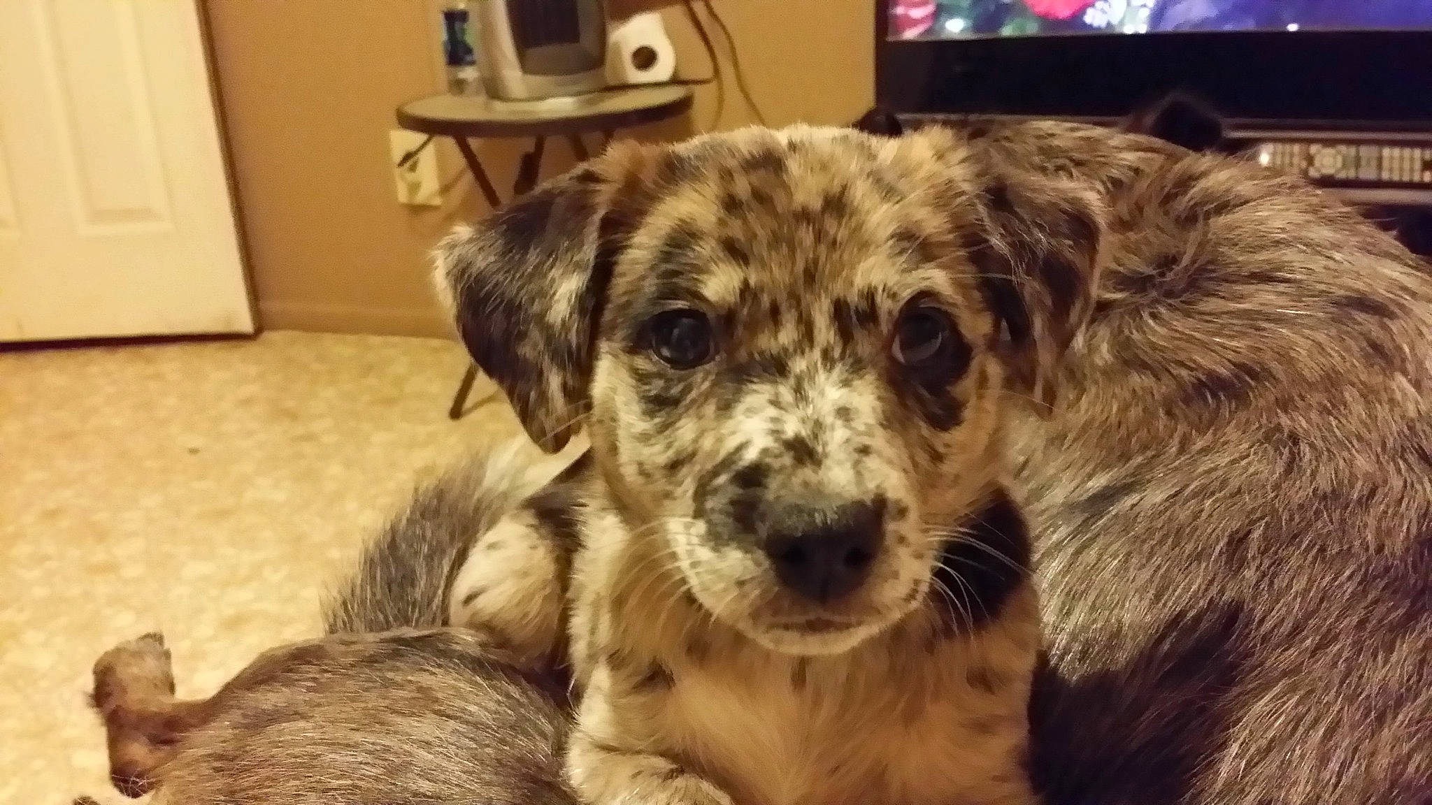 Binky is registered to the contest to win money with this photo: analog_television, canidae, carnivore, companion_dog, dog, dog_breed, drawer, fur, gas_stove, home_appliance, kitchen_appliance, puppy, snout, sporting_group, street_dog, television, terrestrial_animal, whiskers, working_animal, working_dog