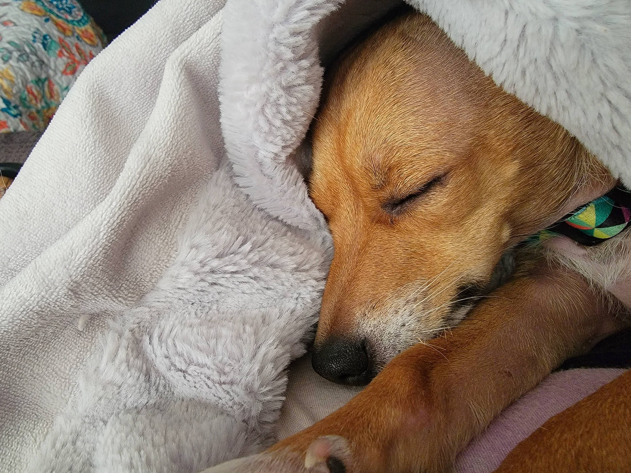 Oliver joined the competition — help win amazing prizes! canidae, carnivore, collar, comfort, companion_dog, dog, dog_breed, dog_collar, dog_supply, fawn, fur, linens, liver, pet_supply, puppy, snout, sporting_group, terrestrial_animal, whiskers, working_animal