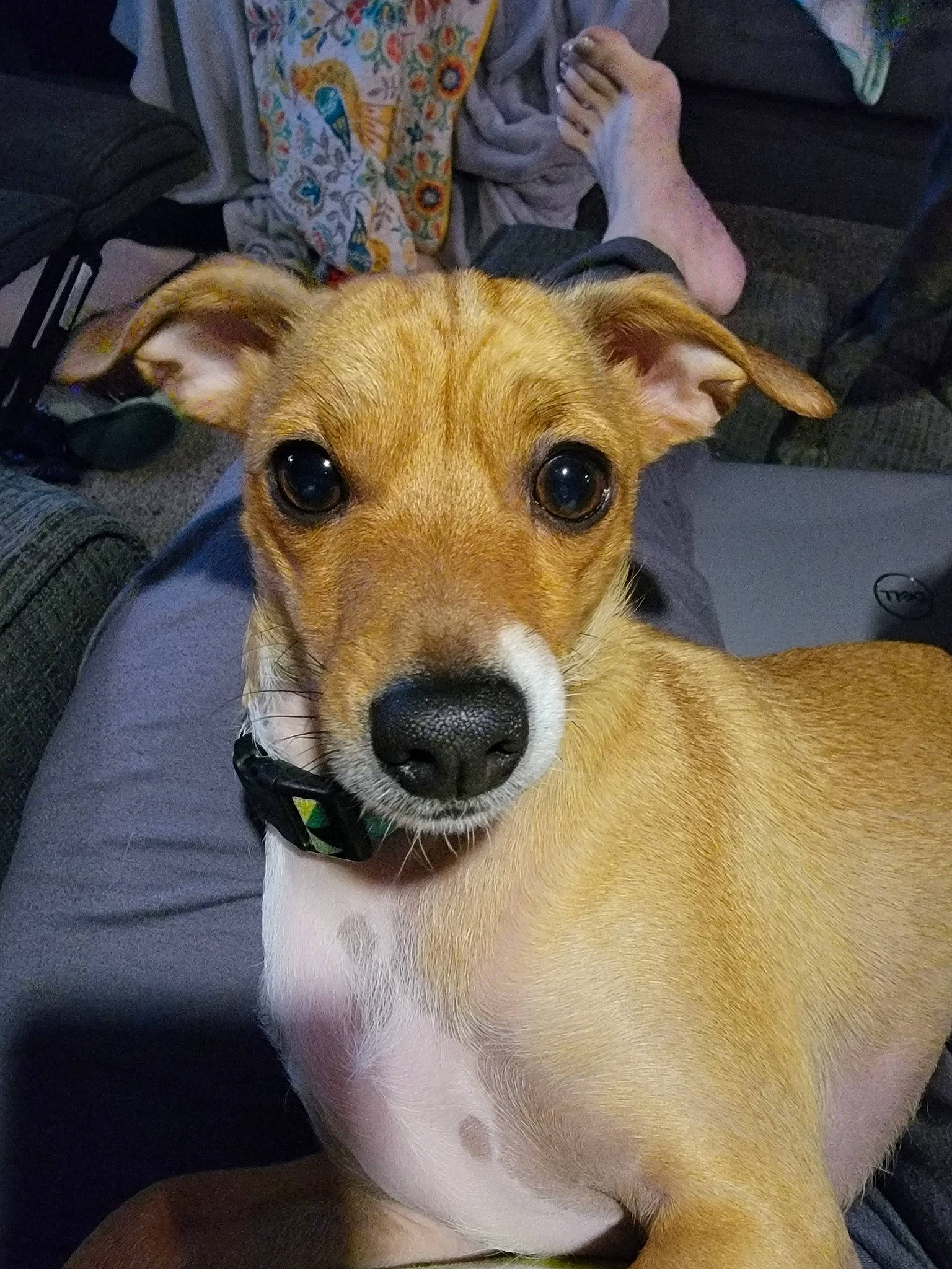 Oliver is registered to the contest to win money with this photo: ancient_dog_breeds, canidae, carnivore, chair, collar, companion_dog, dog, dog_breed, dog_clothes, dog_collar, dog_supply, fawn, fur, non_sporting_group, pet_supply, snout, sporting_group, whiskers, working_animal