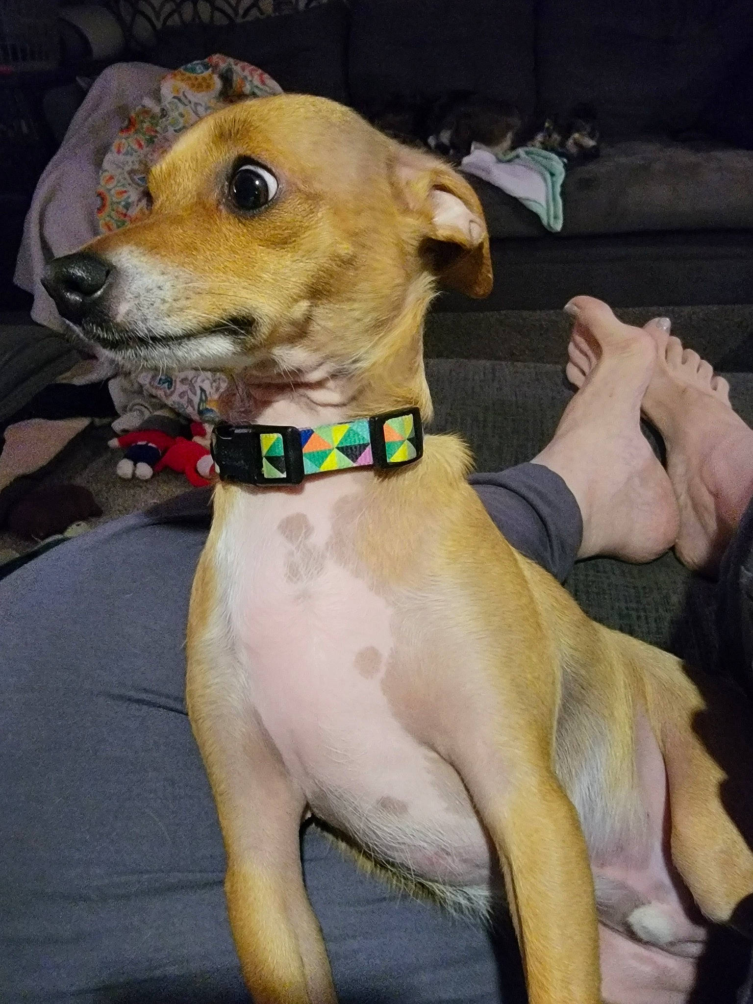 Oliver joined the competition — help win amazing prizes! canidae, carnivore, collar, companion_dog, dog, dog_breed, dog_clothes, dog_collar, dog_supply, fashion_accessory, fawn, hortaya_borzaya, leash, pet_supply, rampur_greyhound, sighthound, snout, sporting_group, whiskers, working_animal