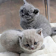 Anastasia a rejoint le concours — aidez-le/la à gagner de superbes lots ! adorable, animal, cat, closeup, cuddly, cute, domestic, eyes, feline, fluffy, fur, gray, indoor, kitten, pet, resting, sleepy, soft, whiskers, young