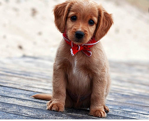 Luca is registered to the contest to win money with this photo: ancient_dog_breeds, canidae, carnivore, companion_dog, dog, dog_breed, dog_collar, dog_supply, fawn, fur, liver, paw, puppy, snout, sporting_group, terrestrial_animal, toy_dog, whiskers, wood, working_animal