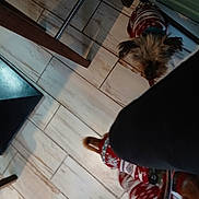 Balou a rejoint le concours — aidez-le/la à gagner de superbes lots ! animal, brown_dog, canine, clothing, companion, cozy, cute, dog, domestic_animal, floor, furniture_leg, holiday_theme, indoor, patterned_sweater, pet, red_sweater, shadow, small_dog, sweater, tile_floor