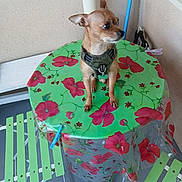 Lenchantin Veronique participe au concours pour gagner de l'argent avec cette photo : dog, small_dog, table, tablecloth, floral_pattern, green, red, chair, balcony, patio, harness, pet, animal, furniture, outdoor, wall, plastic_cover, seat, floor, looking_away
