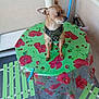 dog, small_dog, table, tablecloth, floral_pattern, green, red, chair, balcony, patio, harness, pet, animal, furniture, outdoor, wall, plastic_cover, seat, floor, looking_away