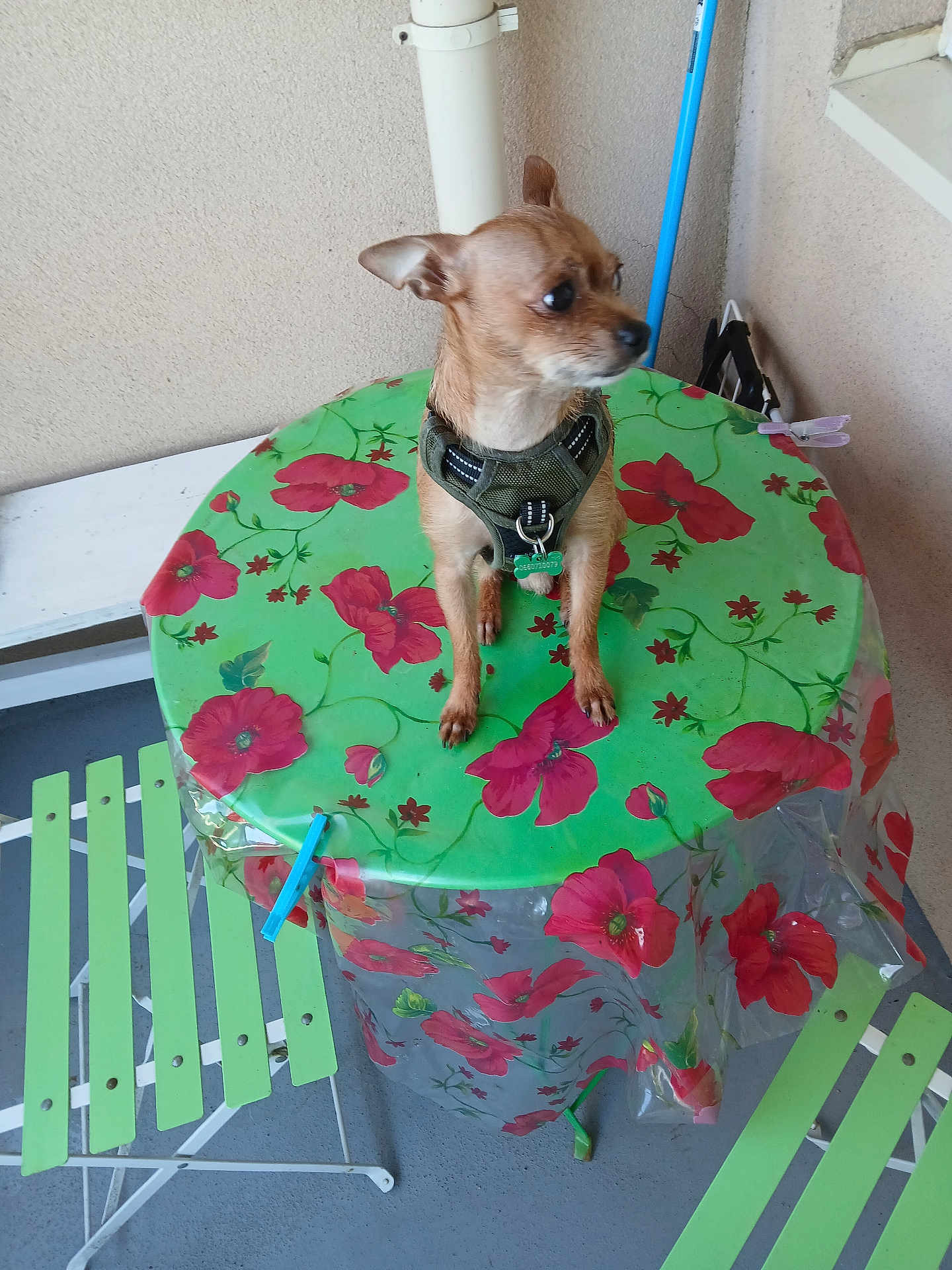 Lenchantin Veronique participe au concours pour gagner de l'argent avec cette photo : dog, small_dog, table, tablecloth, floral_pattern, green, red, chair, balcony, patio, harness, pet, animal, furniture, outdoor, wall, plastic_cover, seat, floor, looking_away