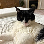 Batcat is registered to the contest to win money with this photo: animal, black_and_white, blanket, cat, close_up, cozy, cute, feline, fireplace, fur, furniture, home, indoor, living_room, lying_down, pet, relaxed, resting, texture, whiskers