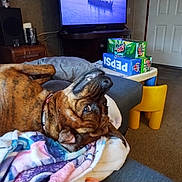 Belle is registered to the contest to win money with this photo: dog, brindle, couch, blanket, living_room, television, soda_boxes, pepsi, mountain_dew, carpet, door, table, yellow_chair, relaxed, upside_down, pet, indoor, home, furniture, collar