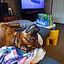 dog, brindle, couch, blanket, living_room, television, soda_boxes, pepsi, mountain_dew, carpet, door, table, yellow_chair, relaxed, upside_down, pet, indoor, home, furniture, collar