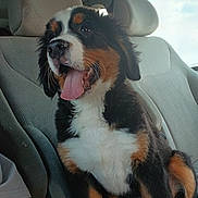 Marley participe au concours pour gagner de l'argent avec cette photo : animal, bernese_mountain_dog, black, brown, canine, car_interior, car_seat, cute, daylight, dog, fur, happy, headrest, pet, puppy, seat, smiling, tongue_out, white, window