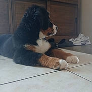 Marley a rejoint le concours — aidez-le/la à gagner de superbes lots ! dog, puppy, bernese_mountain_dog, tile_floor, wooden_cabinet, indoor, shoes, sneakers, black_fur, brown_fur, white_fur, paws, side_view, pet, animal, resting, curious, domestic, cozy, home