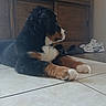 dog, puppy, bernese_mountain_dog, tile_floor, wooden_cabinet, indoor, shoes, sneakers, black_fur, brown_fur, white_fur, paws, side_view, pet, animal, resting, curious, domestic, cozy, home