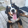 Marley participe au concours pour gagner de l'argent avec cette photo : animal, background_wall, bernese_mountain_dog, black_fur, brown_fur, canine, close_up, dog, face, fur, happy, laying_down, outdoor, pet, playful, puppy, tongue, tongue_out, white_fur, wooden_deck