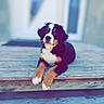 dog, puppy, bernese_mountain_dog, wooden_steps, outdoor, pet, animal, fur, cute, young, sitting, front_paws, black_fur, white_fur, brown_fur, porch, door, curious, relaxed, companion