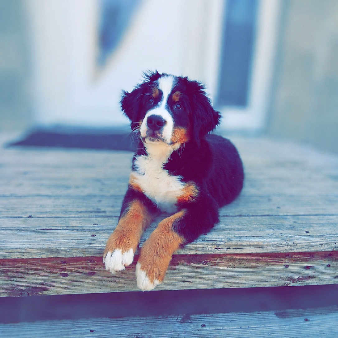 Marley